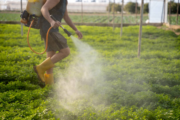 Best Ant Control Services  in River Road, OR