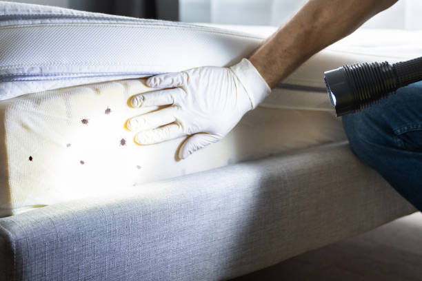 Best Flea Control Services  in River Road, OR