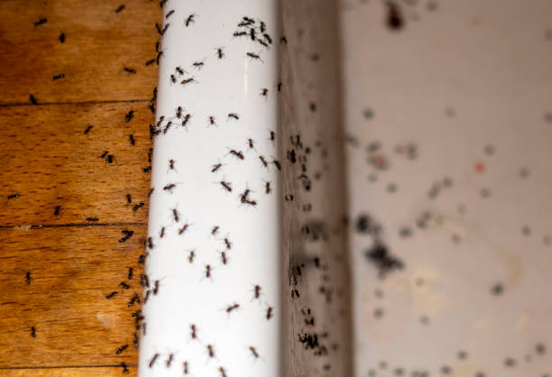Best Best Pest Control Companies  in River Road, OR